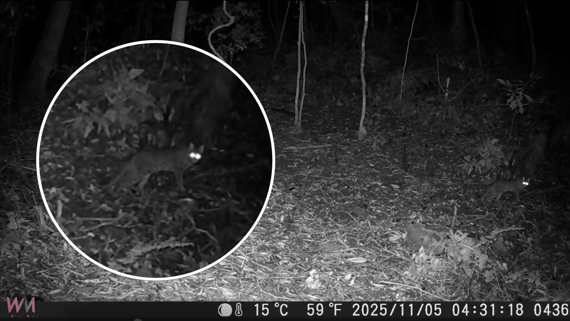 國土生態保育有成 石虎再現阿里山 - https://www.watchmedia01.com