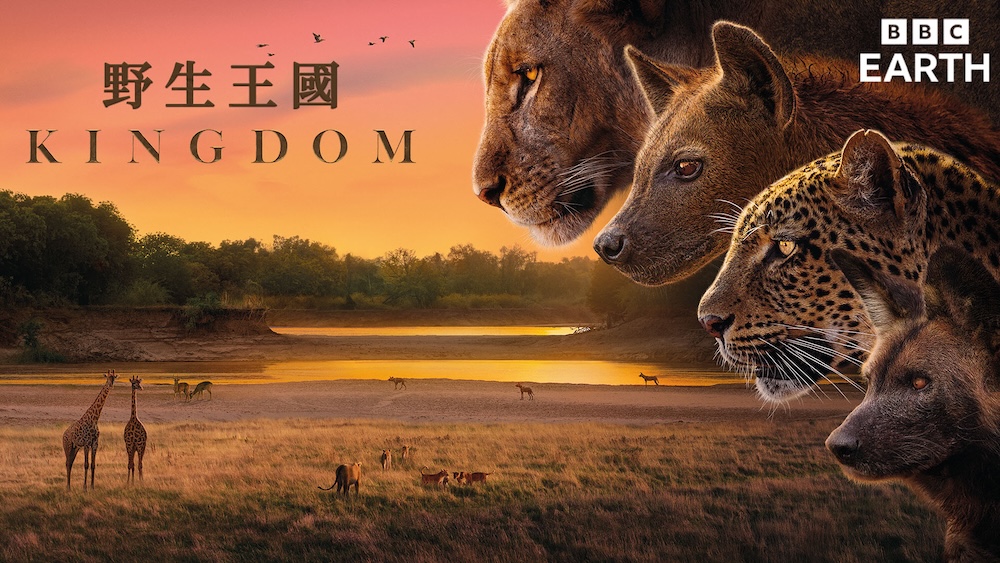 歷時五年貼身跟拍呈現史詩級畫面 BBC Earth《野生王國》現正播映中 228 cnews124251121a07