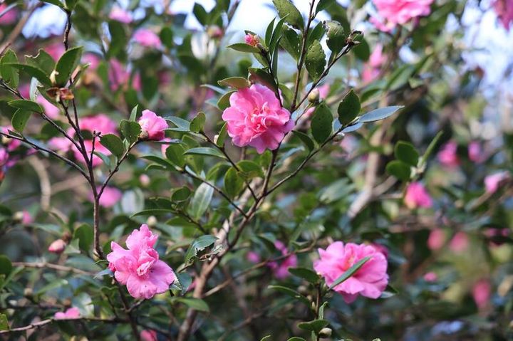 秋日賞花正當時。 圖:台北市政府工務局公園處/提供