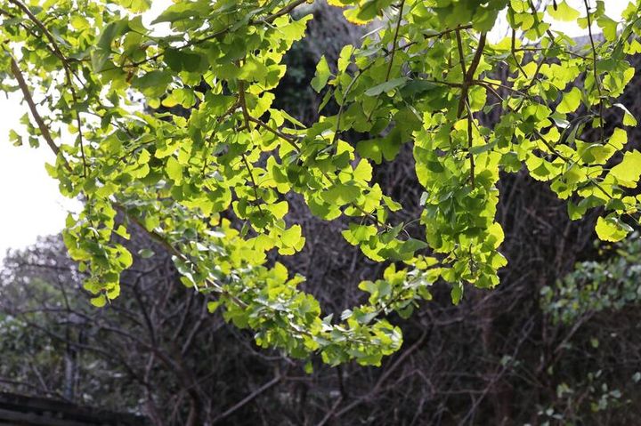 賞楓、觀銀杏、看茶梅 陽明山秘境冬陽花顏正繽紛