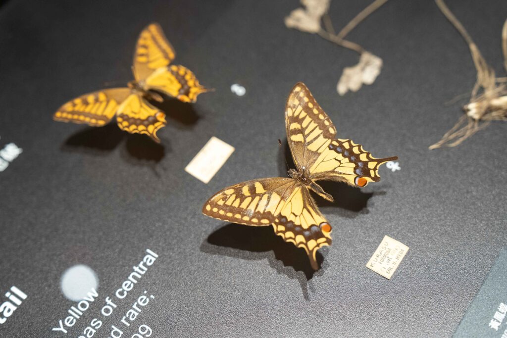 「島嶼飛行—臺灣蝶蛾生存記」特展 看見鱗翅的奇幻旅程,展開一場關於生命與共生的飛行! 34 15 4 1024x683 1