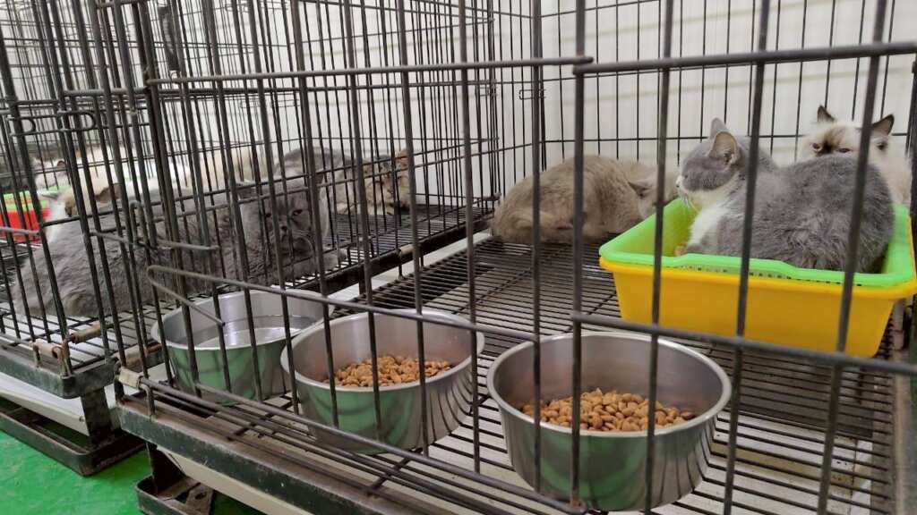 ▲彰化縣特定寵物業者「天使之戀貓園」疑涉不當飼養情事,彰化縣動物防疫所於114年11月21日執行現場稽查,查獲貓隻共41隻全數帶回彰化縣流浪狗中途之家收容照護,後續等貓隻健康狀況穩定後擇期開放認養。(圖/彰化縣政府提供)