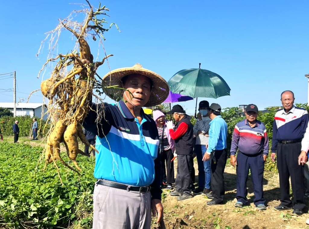 ▲竹東黃金地瓜節29、30日登場,歡迎全國民眾體驗焢窯地瓜(竹東農會提供)。