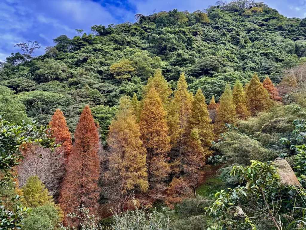 _2025 年 11 月 22 日起，大地農場落羽松迎來金黃轉色，成為慢漫藝術祭最迷人的自然景致。