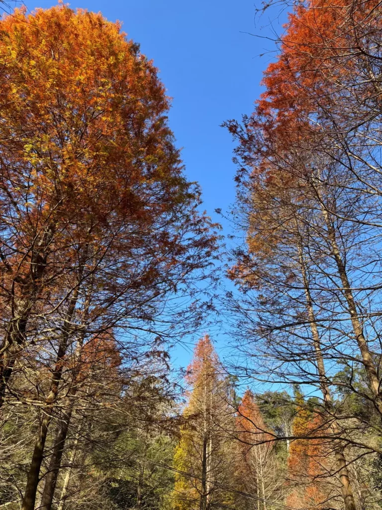 冬日晴空下的落羽松層層轉色，展現大地農場最迷人的季節風景。