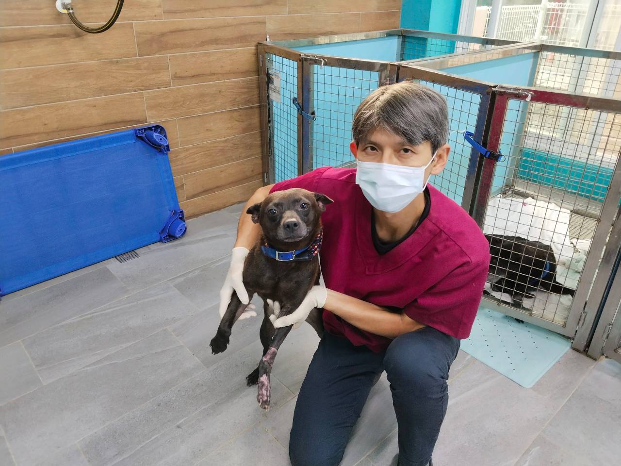 新北動保員即刻救援 浪犬沙拉術後恢復穩定尋新家