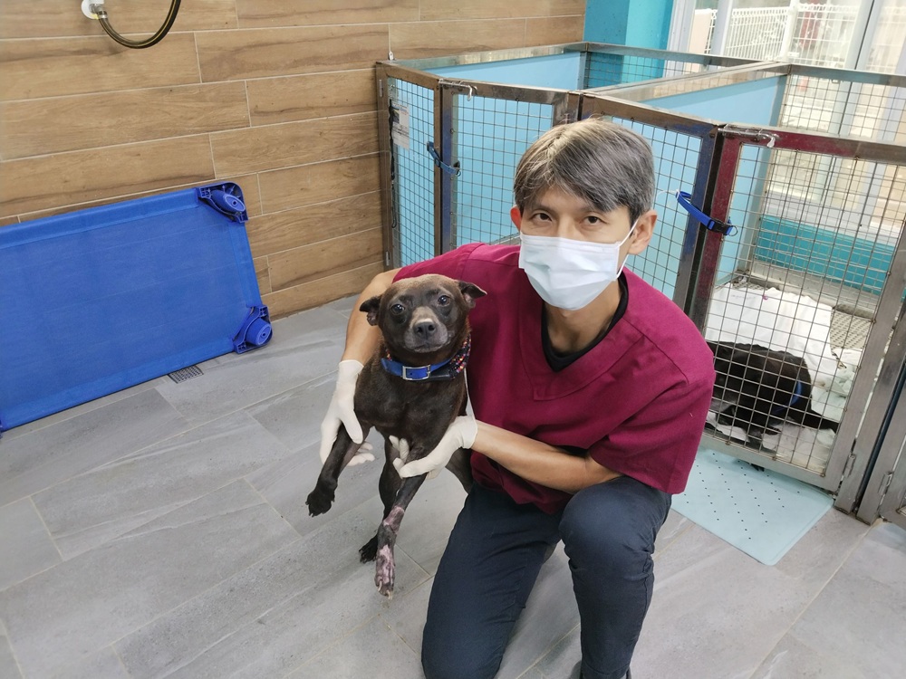 流浪犬左前腳重傷 新北動保處腹部皮膚移植手術助康復 221 cnews204251124a02