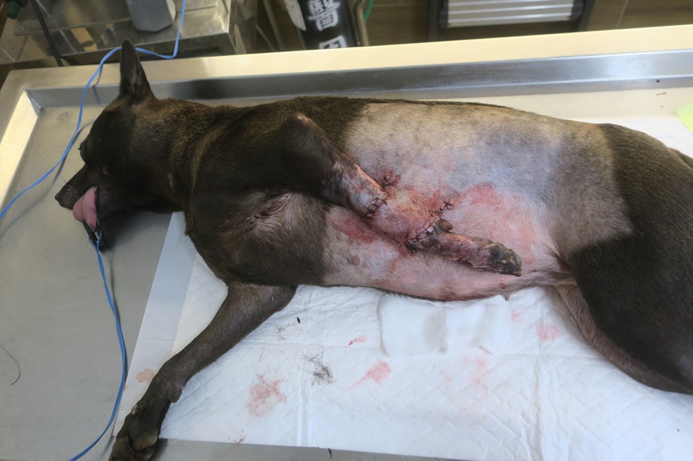 流浪犬左前腳重傷 新北動保處腹部皮膚移植手術助康復 222 cnews204251124a03