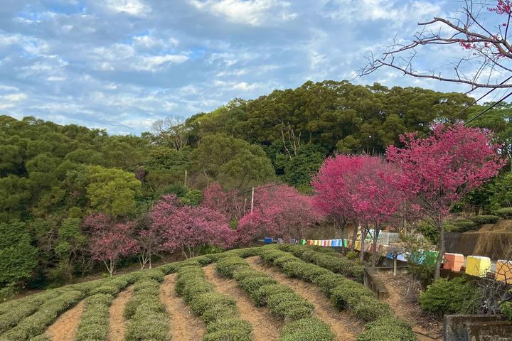 桃園好茶／山水共釀的八味芳韻 開啟一場茶與生態的旅程
