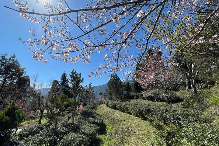桃園好茶／山水共釀的八味芳韻 開啟一場茶與生態的旅程