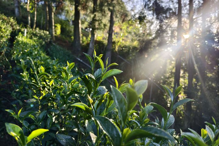 桃園好茶／山水共釀的八味芳韻 開啟一場茶與生態的旅程