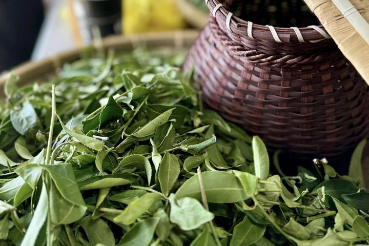 桃園好茶／山水共釀的八味芳韻 開啟一場茶與生態的旅程