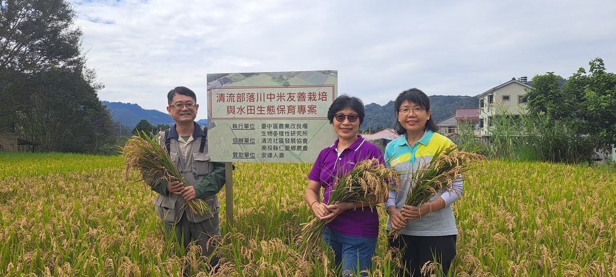 清流部落試驗的減藥田區稻穗結實滿滿等待收割，農業部生物多樣性研究所、臺中區農業改良場及安達人壽共襄盛舉。（生物多樣性研究所）