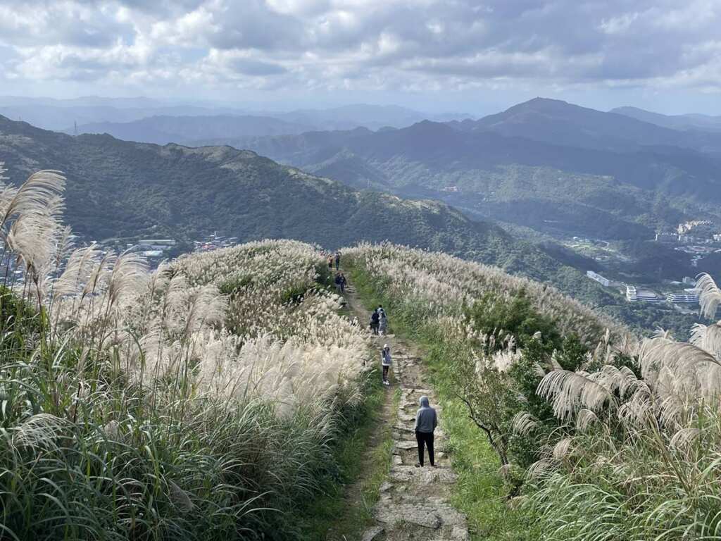 ▲基隆山步道滿山芒花飛舞，展現特有的遼闊風光。
