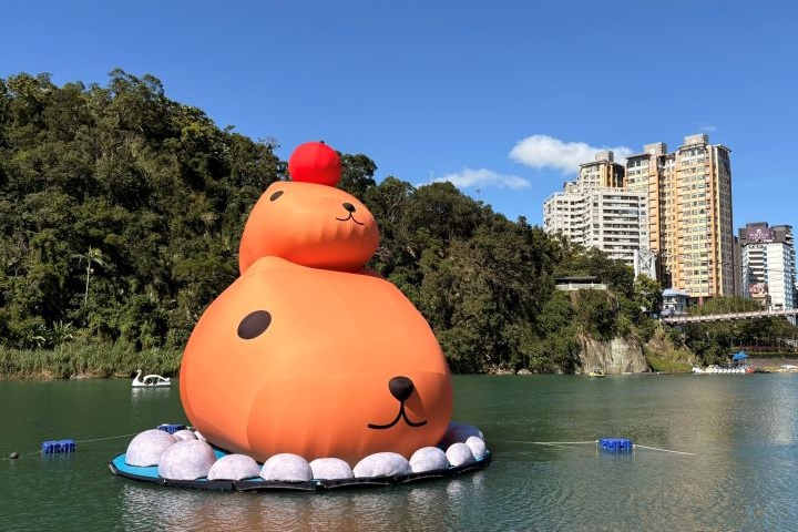 碧潭地景裝置展「呆在碧潭の水豚君」活動展期至12/28,已成為年末最療癒的打卡熱點。 圖:新北市政府觀光旅遊局/提供