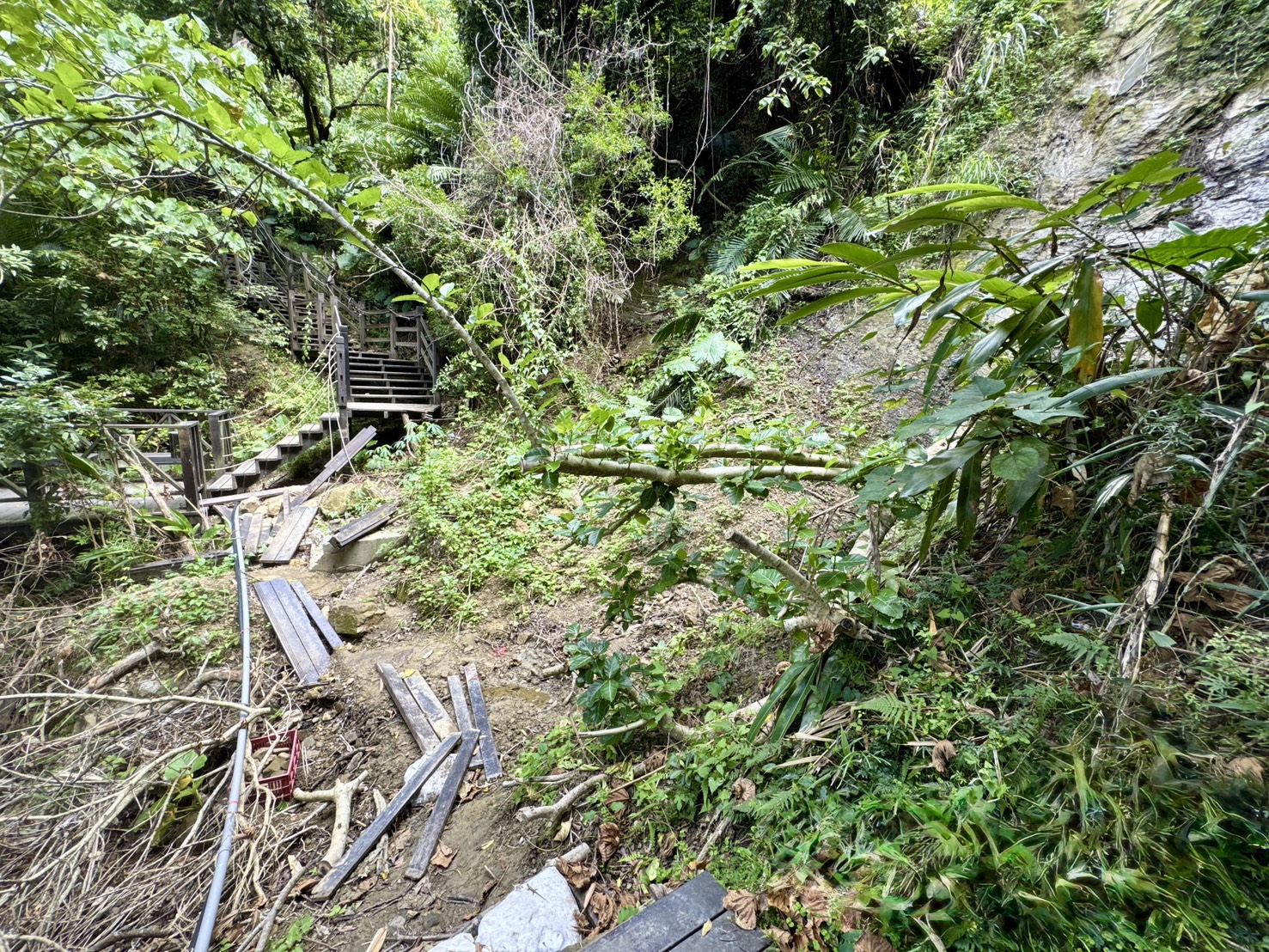 ▲10號步道邊坡大範圍坍塌及掏空沖刷。(記者廖家賢翻攝)