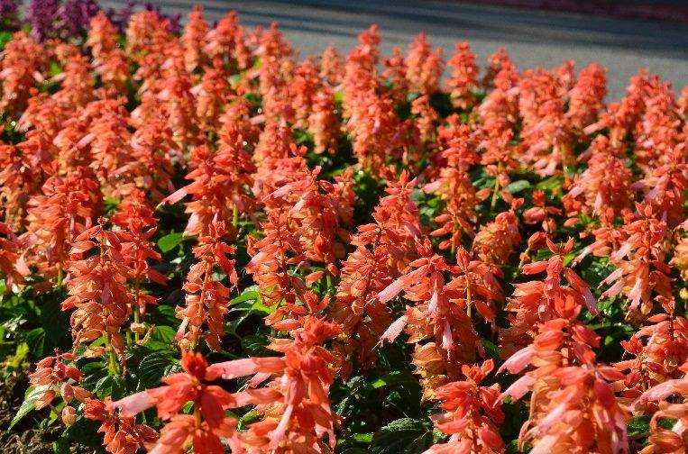 台北冬季暖色登場 仁愛圓環周邊花卉盛放展現繽紛景致