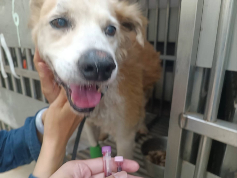 林口大黃弟重獲幸福 浪犬腳潰爛見骨堅強求生 193 cnews204251201a11