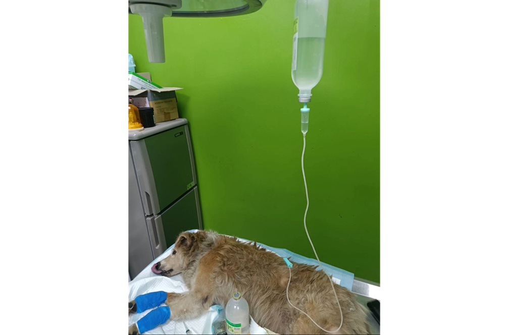 林口大黃弟重獲幸福 浪犬腳潰爛見骨堅強求生 194 cnews204251201a12