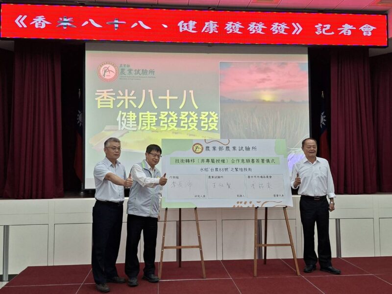 圖文:農試所發表台農88號 香米 耐熱省水、智慧監測打造永續稻作。