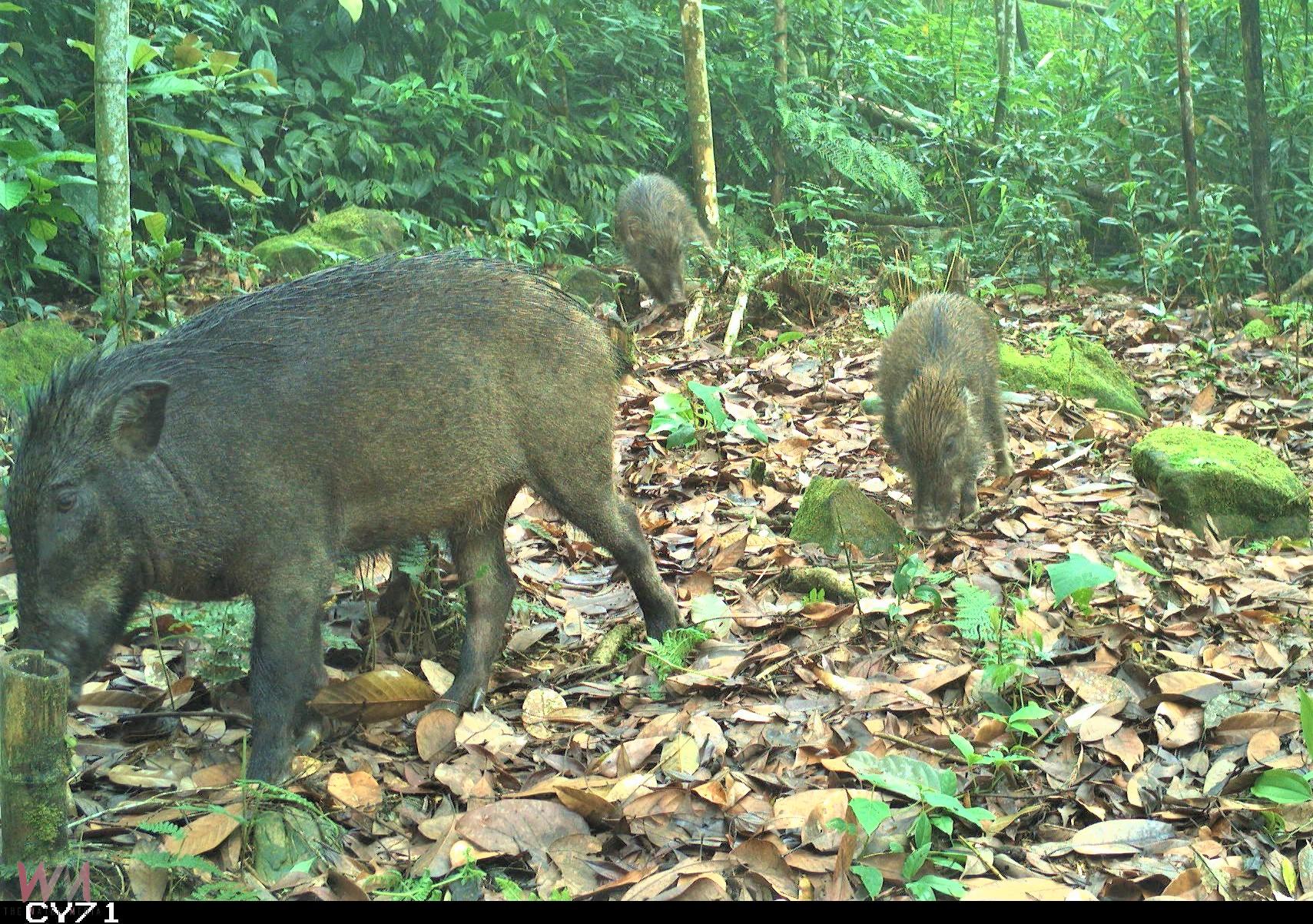 長期監測野生動物 紅外線相機觀察到山羌成跨物種同框王 - https://www.watchmedia01.com