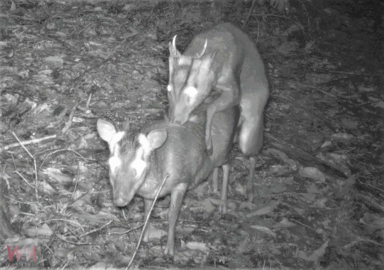 長期監測野生動物 紅外線相機觀察到山羌成跨物種同框王 - https://www.watchmedia01.com