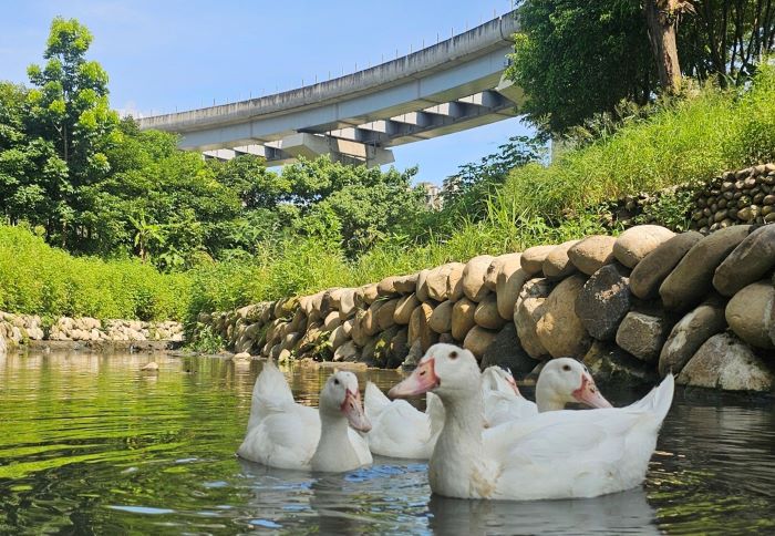 《圖說》新北美術館景觀水道中可愛鴨群戲水。〈水利局提供〉