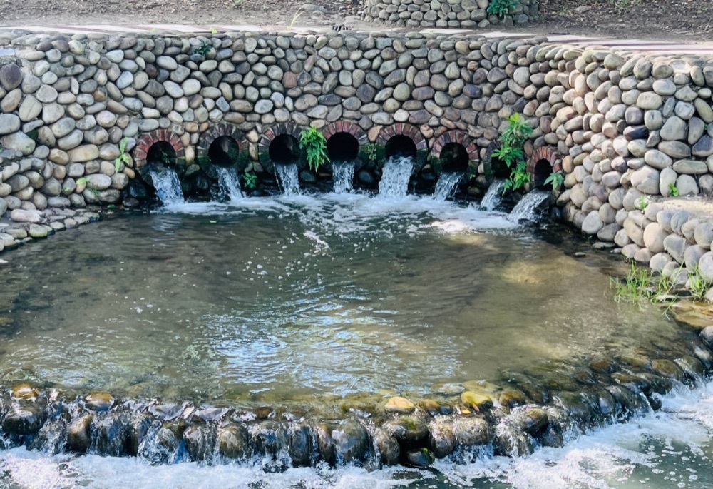 水利局礫間淨化日供800噸淨水 新北美術館園區魚鴨成群 189 248251204a01