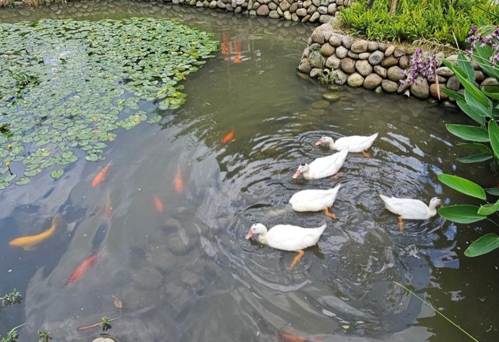 水利局礫間淨化日供800噸淨水 新北美術館園區魚鴨成群 190 248251204a02