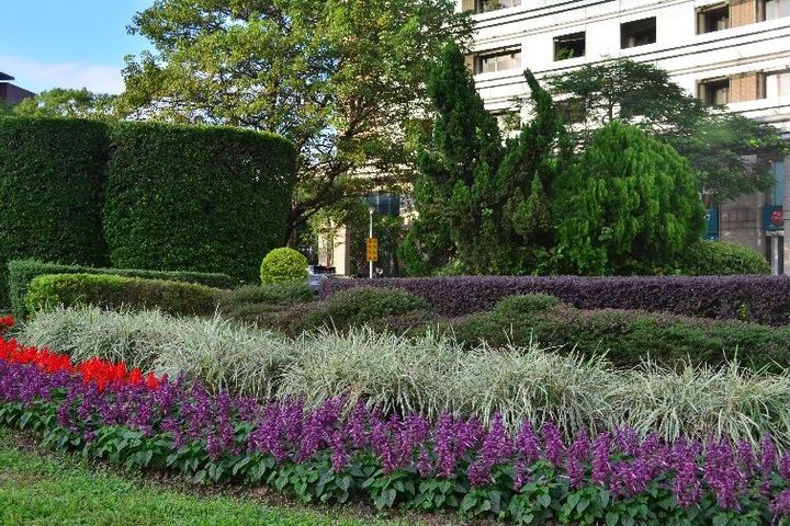 冬季就要暖色系 仁愛圓環周遭爆開火樣花卉