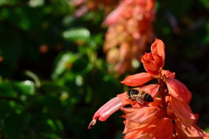 冬季就要暖色系 仁愛圓環周遭爆開火樣花卉