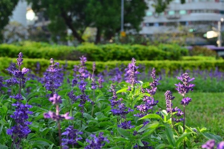 冬季就要暖色系 仁愛圓環周遭爆開火樣花卉