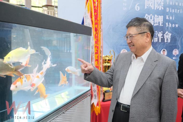 國際錦鯉品評會本周末竹縣府廣場登場    邀鄉親感受水中活寶石錦鯉躍動之美  