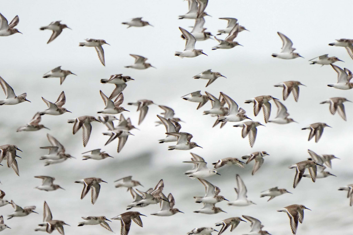 香山濕地潮間帶侯鳥停棲覓食頻繁。