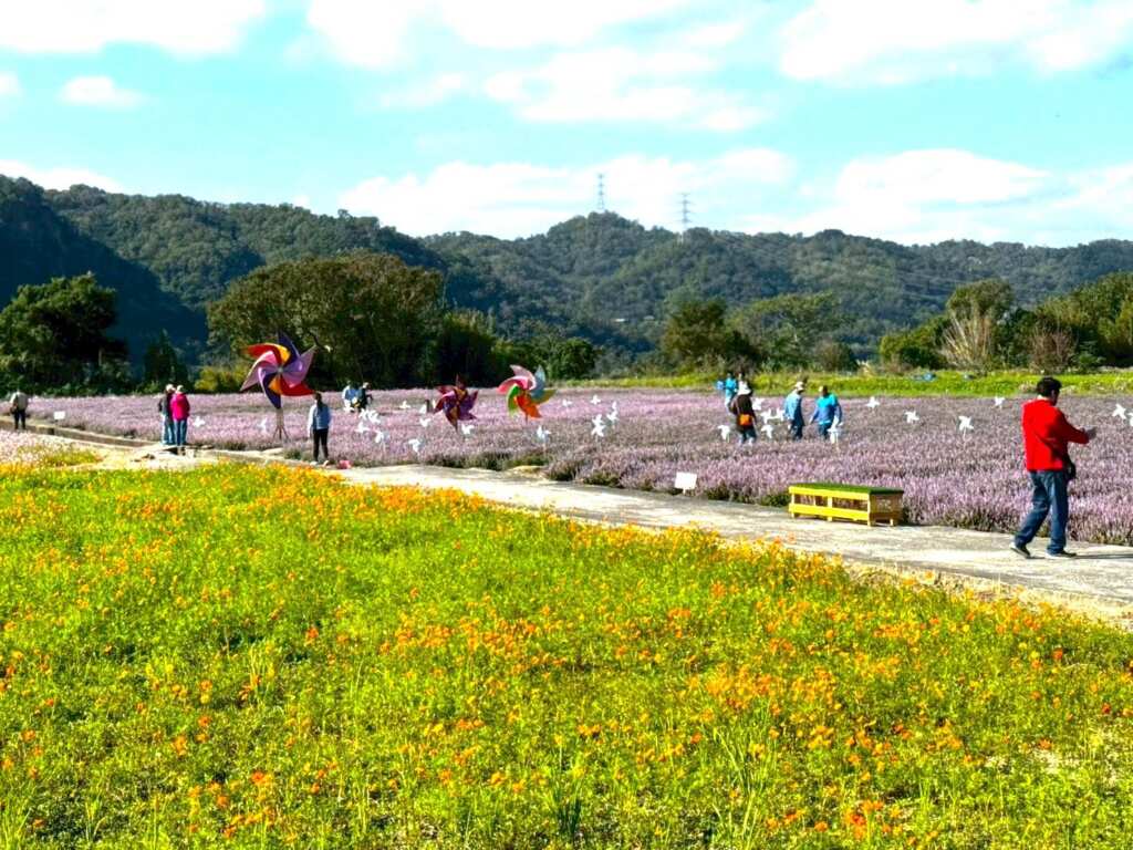 ▲超過1公頃的仙草與波斯菊花田。
