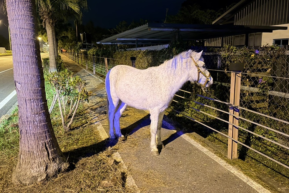 白馬誤闖道路 花蓮警呼籲飼主落實動物管理 216 cnews204251208a03