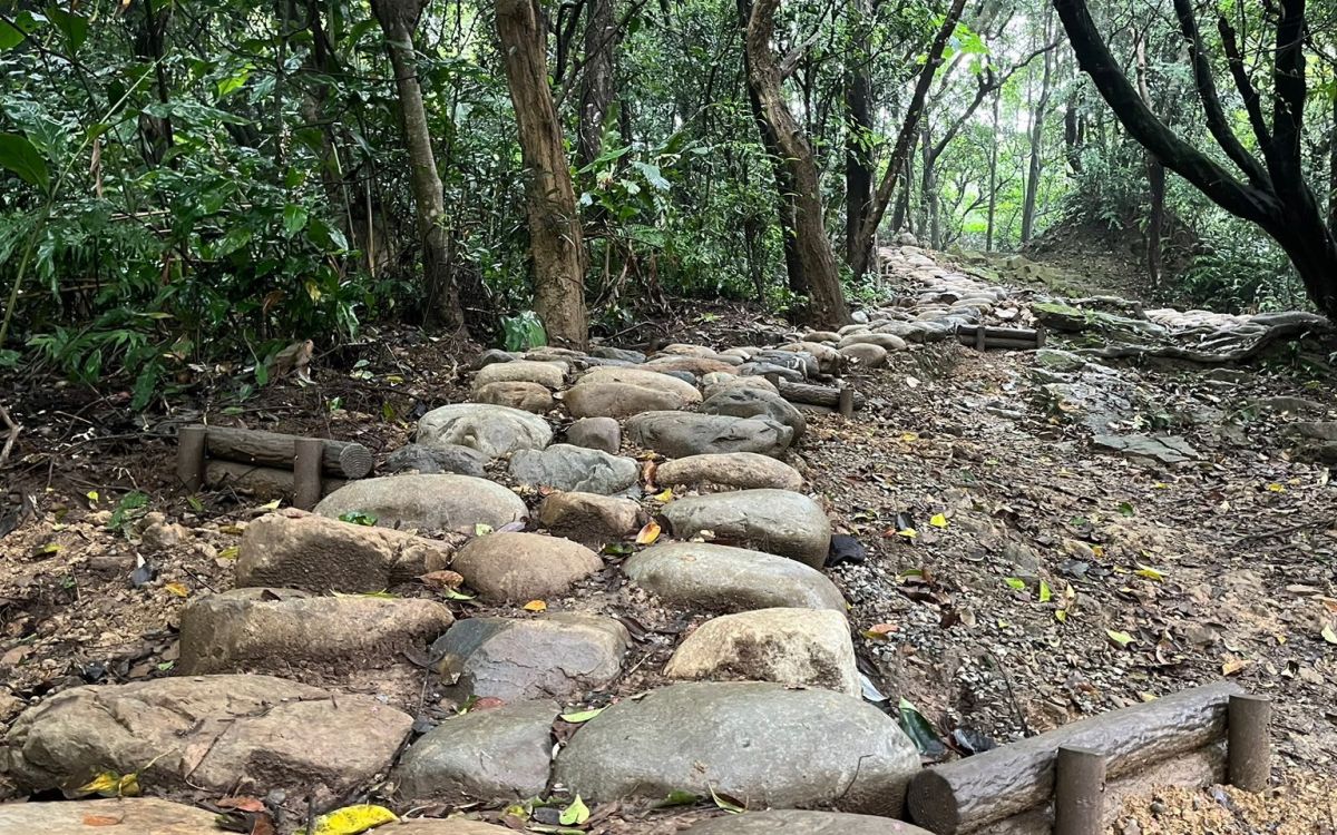 圖／大棟山步道以既有木樁結合石塊，保留自然原貌並維持良好排水，是體驗山林生態與健行。（新北市政府觀光旅遊局提供）