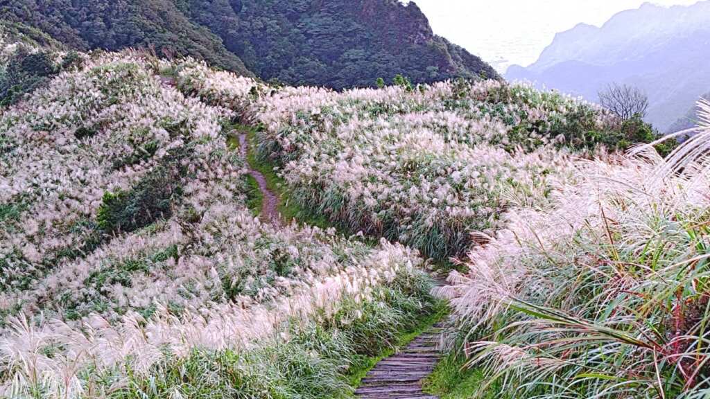 ▲三安社區旁的芒花步道。