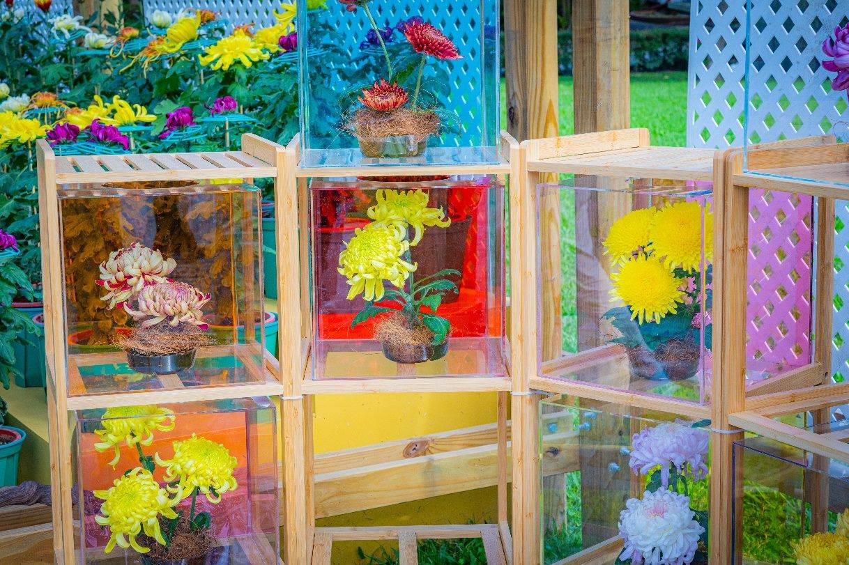 花海在台北! 士林官邸菊展大立菊、懸崖菊精采綻放