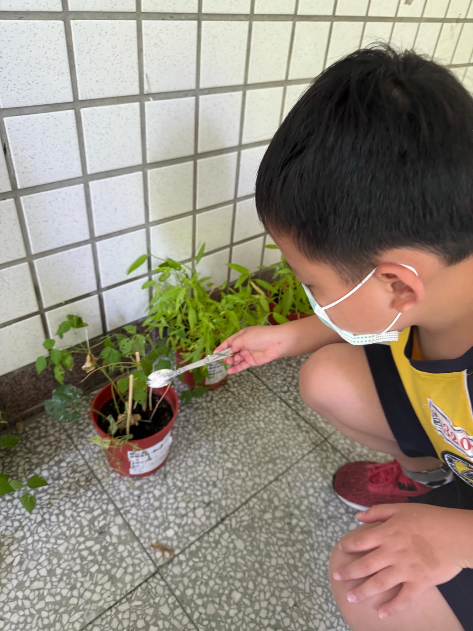 自強國小08 蛋殼粉末施肥 0 0
