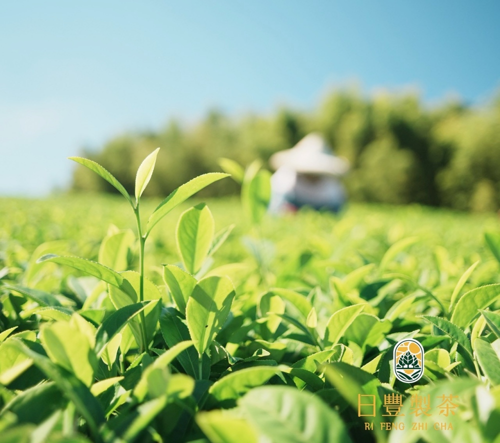 三代茶香傳世 日豐製茶以匠心打造高山茶葉禮盒新風貌 36 01%E6%97%A5%E8%B1%90%E8%A3%BD%E8%8C%B6%E4%BB%A5%E5%8C%A0%E5%BF%83%E6%89%93%E9%80%A0%E9%AB%98%E5%B1%B1%E8%8C%B6%E8%91%89%E7%A6%AE%E7%9B%92%E6%96%B0%E9%A2%A8%E8%B2%8C 1