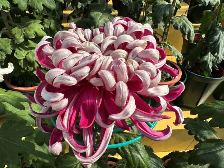 台北士林「藝菊圓夢」賞菊、 藝文、美食指南