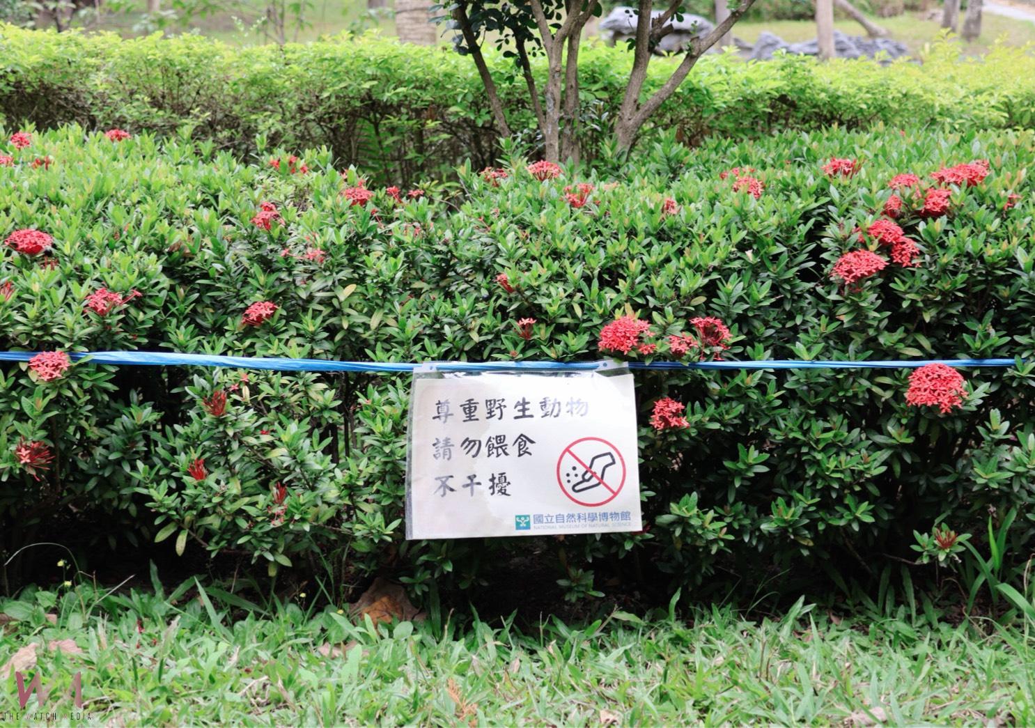 稀有候鳥黃眉鵐現身科博館　呼籲民眾開啟「賞鳥勿擾模式」 - https://www.watchmedia01.com