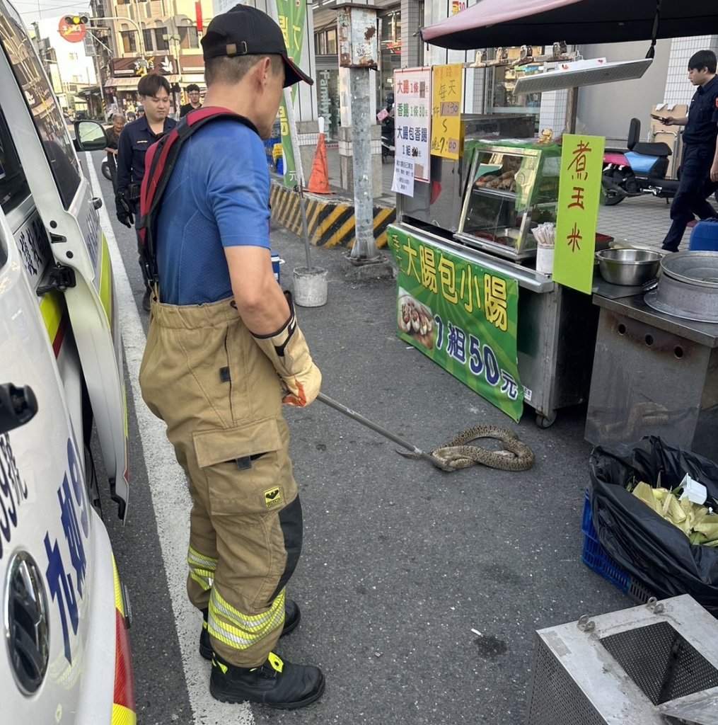 玩命?-屏東男把「緬甸蟒」掛脖散步遛蛇-突遭狂纏倒地頭部濺血送醫