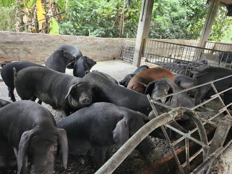 屏東縣再查獲養豬場餵飼廚餘    依法裁罰80萬元 即刻封鎖場內豬隻