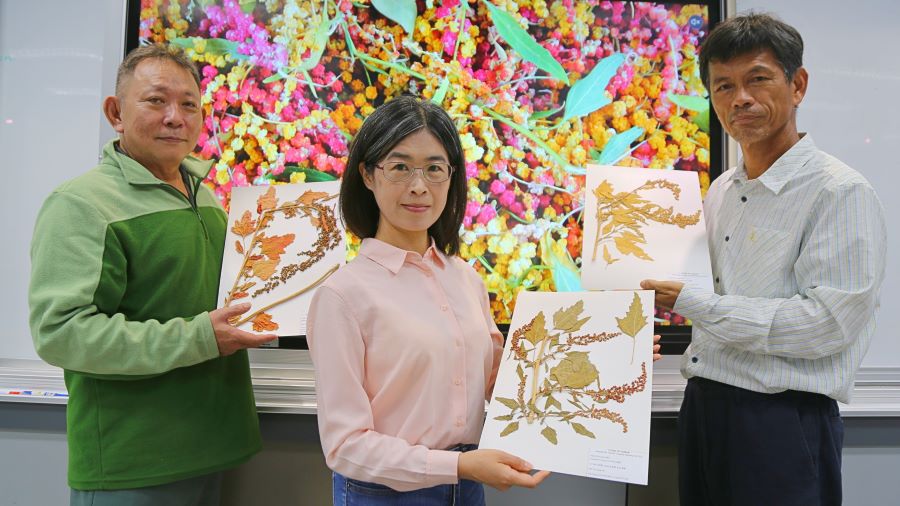 ▲中山大學生科系助理教授劉世慧（中）與研究團隊成員伍蜀中（左）和林志忠（右）共同建立臺灣藜的國際生長編碼。