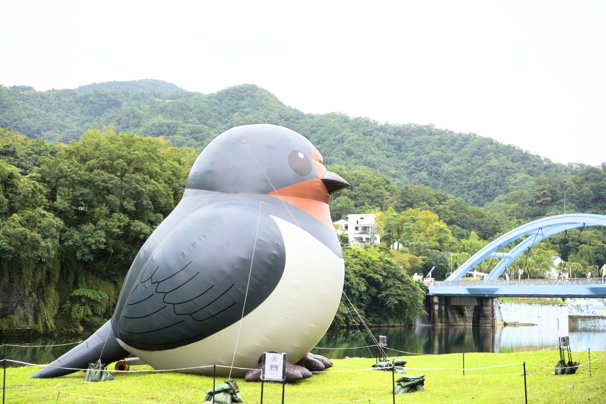 圖/北勢溪畔巨星家燕。(新北市坪林區公所 提供)