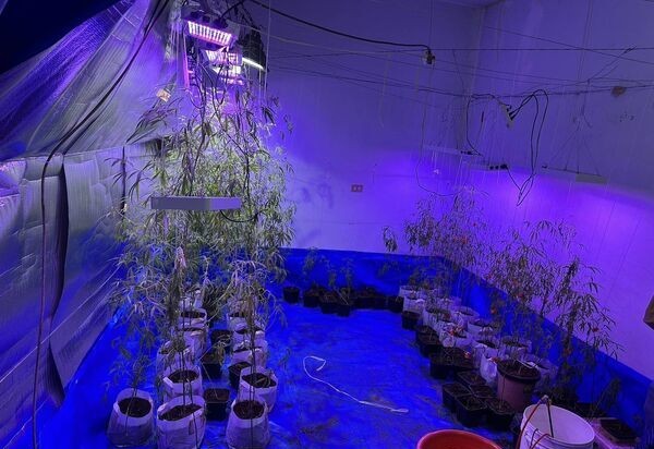 餐廳倒閉積欠500萬 無良債主誘種大麻「還債+賺錢」 238 餐廳倒閉積欠500萬 無良債主誘種大麻「還債+賺錢」 237
