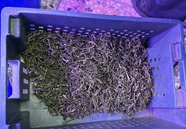 餐廳倒閉積欠500萬 無良債主誘種大麻「還債+賺錢」 240 餐廳倒閉積欠500萬 無良債主誘種大麻「還債+賺錢」 239