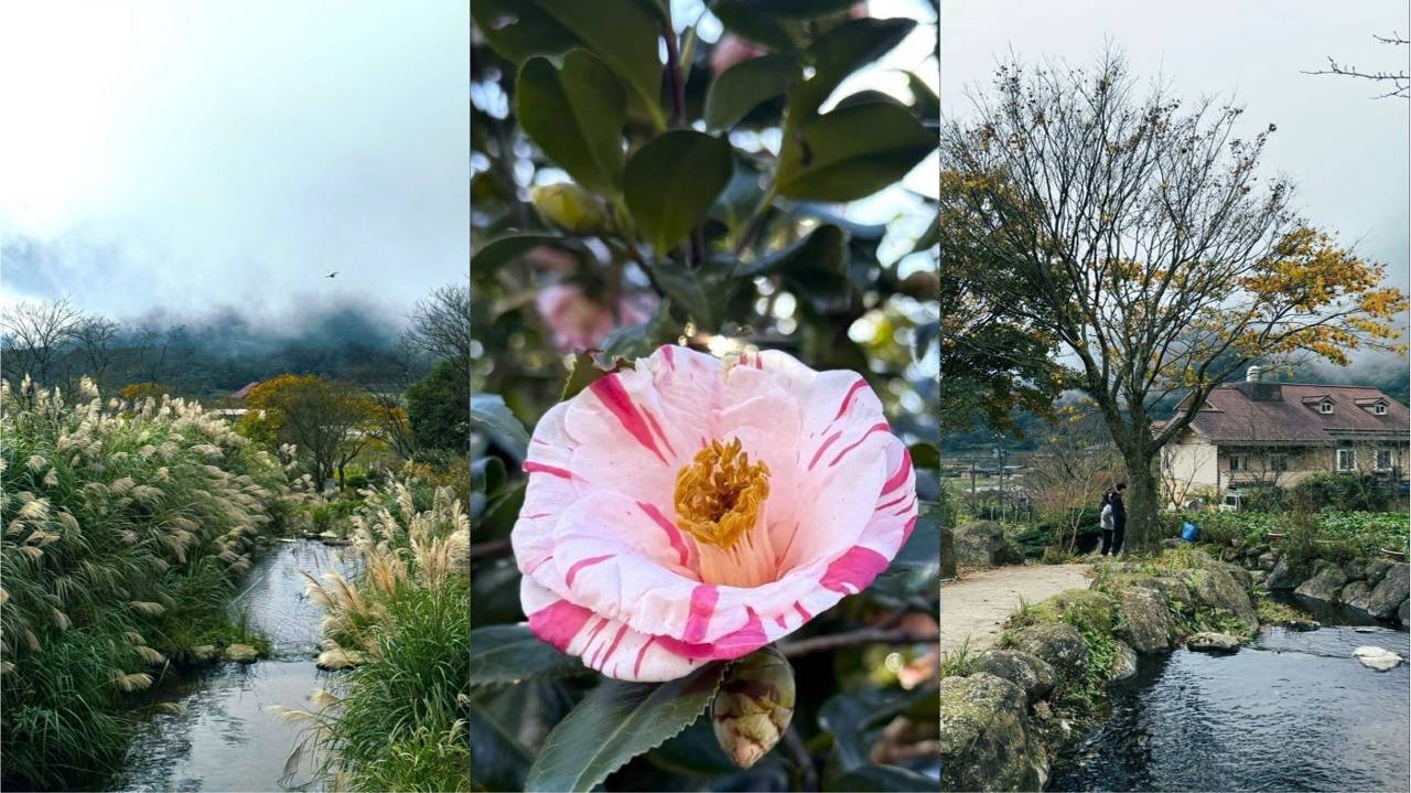 走10分鐘就到! 陽明山「芒花×茶花」冬日限定登場美成仙境